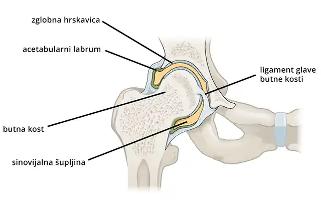 Anatomija kuka Anatomija kuka