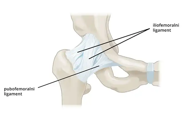 Ligamenti kuka Anatomija kuka, ligamenti kuka