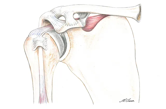Anatomija ramena Anatomija ramena (kosti, ligamenti i mišić)