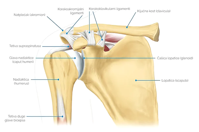 Građa ramena: kosti i ligamenti Građa ramena, kosti i ligamenti