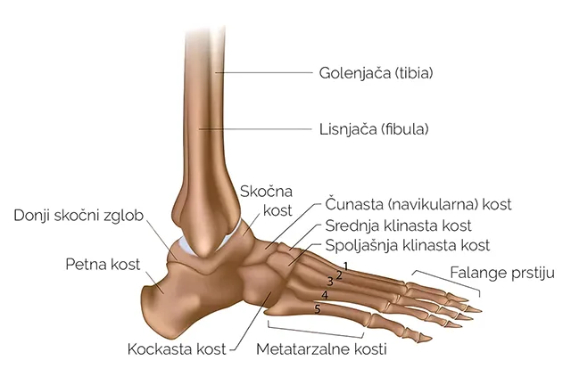 Anatomija stopala: kosti stopala Anatomija stopala: kosti stopala